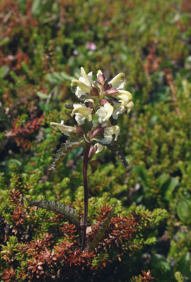 Pedicularis lapponica ( )
