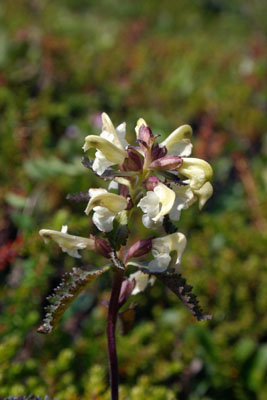 Pedicularis lapponica ( )