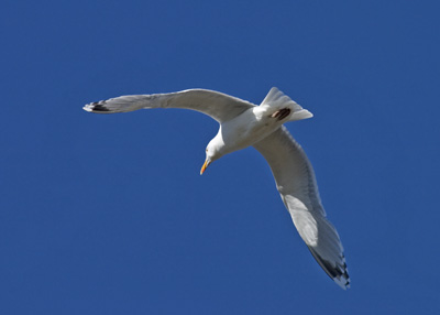Larus argentatus (Herring Gull)