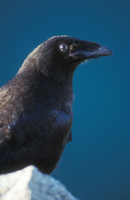 Corvus corax ()