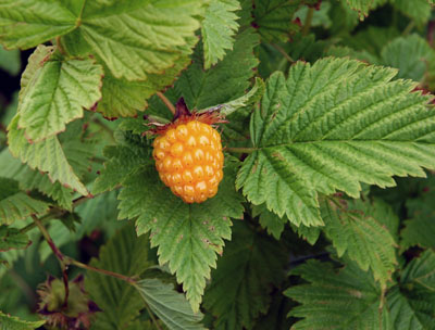 Genus Rubus SP.
