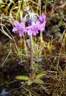Genus Primula SP.