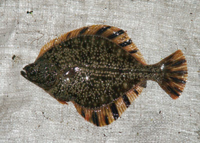 Platichthys stellatus ( )