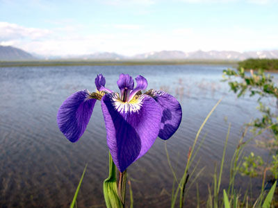 Genus Iris SP.