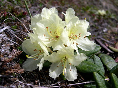 Rhododendron aureum ( )