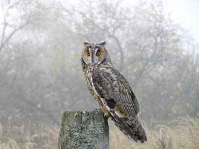 Asio otus (Long-eared Owl)