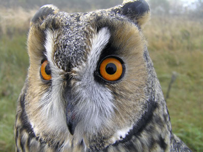 Asio otus (Long-eared Owl)