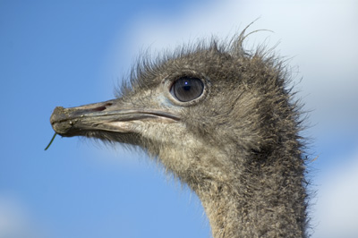 Struthio camelus (Ostrich)