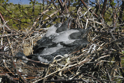 Corvus cornix (Hooded Crow)