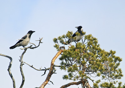 Corvus cornix (Hooded Crow)