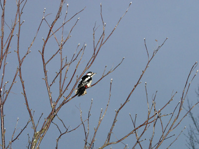 Dendrocopos major (Great Spotted Woodpecker)
