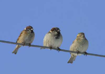 Passer domesticus (House Sparrow)