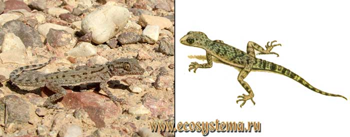 Длинноногий геккон - Cyrtopodion longipes