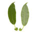 Ива трехтычинковая — Salix triandra