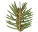 Ель колючая (голубая) — Picea pungens