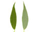 Ива ломкая (ракита) — Salix fragilis