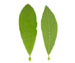 Ива мирзинолистная — Salix myrsinifolia