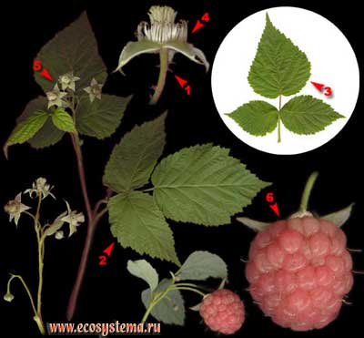 Малина обыкновенная — Rubus idaeus L.