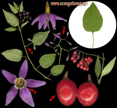 Паслён сладко-горький — Solanum dulcamara L.