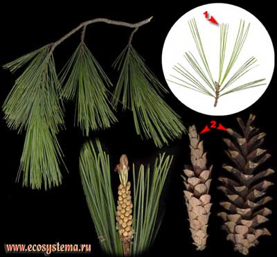 Сосна веймутова — Pinus strobus L.