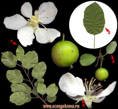  Яблоня садовая, или домашняя (M. domestica Borkh.)