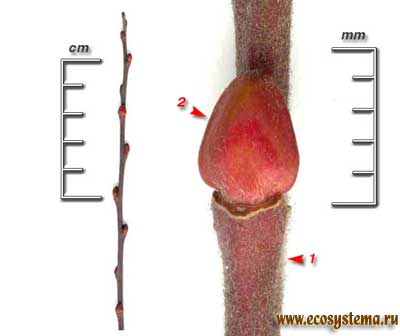 Ива мирзинолистная, или чернеющая — Salix myrsinifolia Salisb. (S. nigricans Smith)