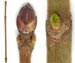 Клен остролистный — Acer platanoides