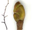Липа крупнолистная — Tilia platyphyllos