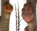Облепиха крушиновидная — Hippophae rhamnoides