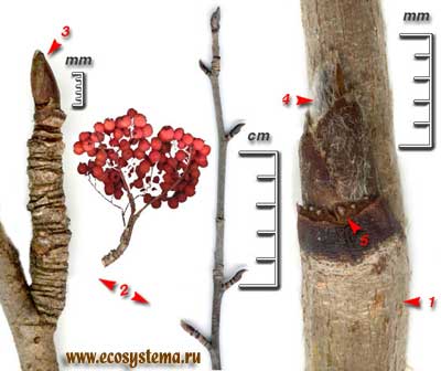 Рябина обыкновенная — Sorbus aucuparia L.