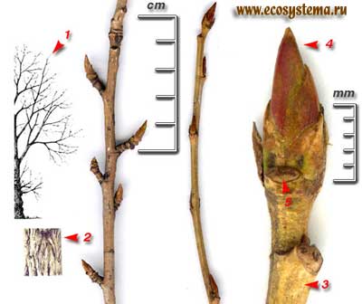 Тополь чёрный, или осокорь — Populus nigra L.