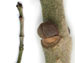 Ясень пенсильванский — Fraxinus pennsylvanica