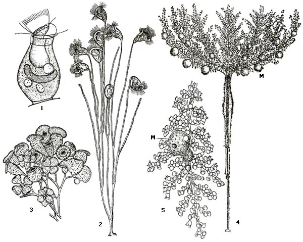     Peritricha: 1 - Pyxidium ventrioza,   , 2 -  Carchestum polypinum, 3 -   Campanella umbellaria, 4 -   Zoolhamnium arbuscula ( ), 5 -    Zoolhamnium arbuscula        ()    