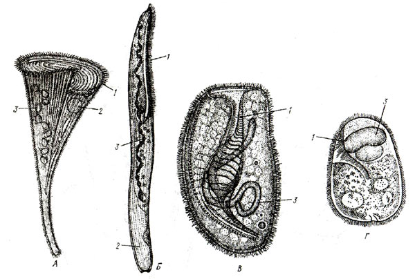     Heterotricha: A - Stentor polymorphus,  - Spirostomum ambigum, B - Bursaria truncatella,  - Nyctotherus ovalis 1 -  , 2 -  , 3 -  ()