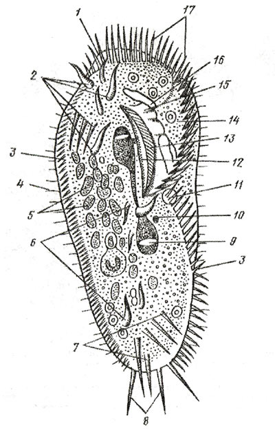     Hypotricha - Stylonychia mytilus (     450). 1     , 2    () cirri, 3   cirri, 4   , 5  , 6    cirri, 7    cirri, 8   cirri, 9  , 10  , 11    , 12    , 13   , 14  , 15    , 16    , 17 -   