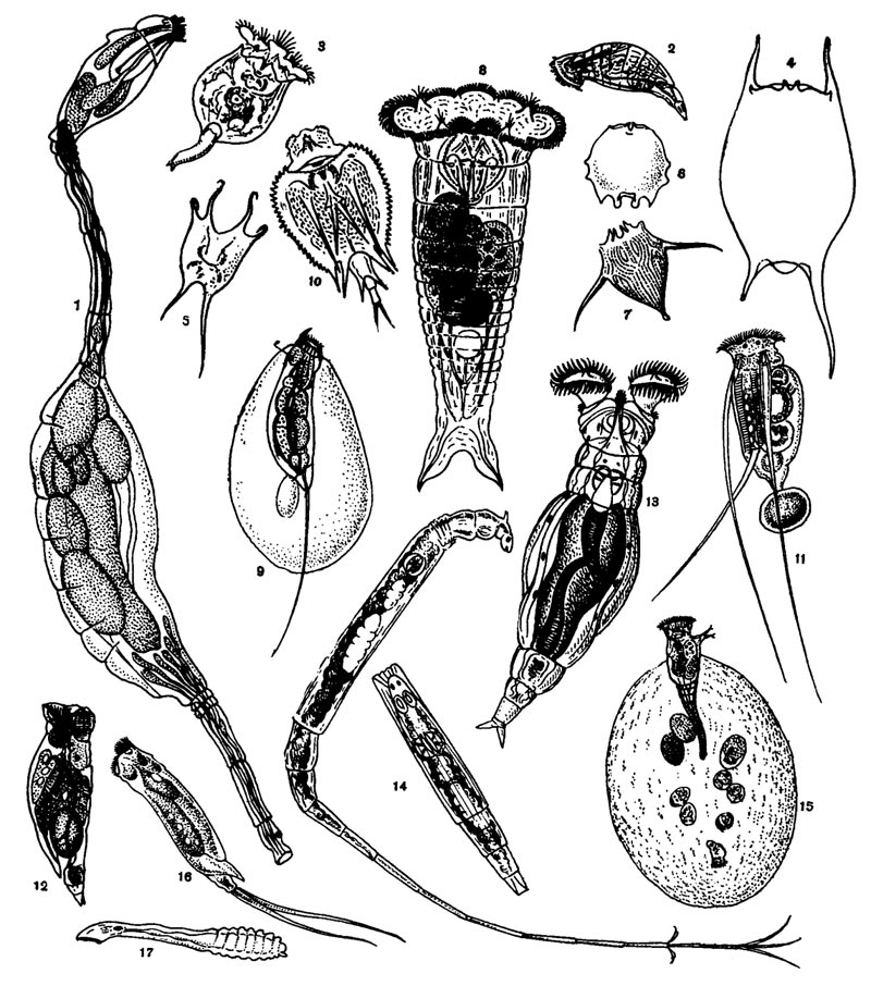 : 1  Seison nebaliae Grube; 2  Proales daphnicola; 3  Brachionus rubens; 4    Br. diversicornis; 5    Br. gessneri; 6     Br. dolabratus; 7  Notholca olchonensis; 8  Synchaeta pachipoda; 9  Trichocerca cylindrical 10  Macrochaetus collinsi; 11  Filinia longiseta; 12  Drilophaga delagei; 13  Philodina brevipes; 14  Rotaria neptunia; 15  Gonochiloides coenodasis (        ;      ); 16- Monommata appendiculata; 17  Lindia brotzkayae