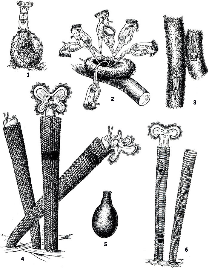  : 1  Habrotrocha visa; 2  Ptygura tihanyerisis; 3  Gephalodella forficula; 4  Floscularia ringens; 5  Habrotrocha angusticollis; 6  Limnias melicerta