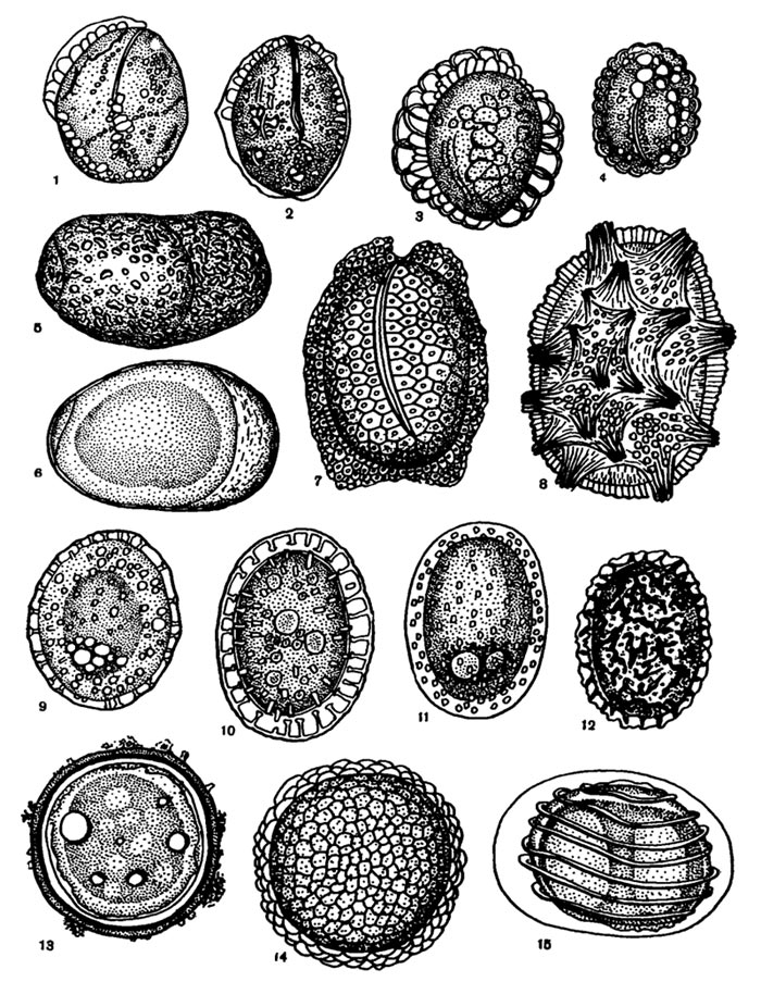   : 1, 2  Filinia longiseta; 3  Filinia passa, 4  Filinia terminalis; 5  Brachionus calyciflorus (); 6       ; 7  Hexarthra mira, 8  Trichocerca cylindrica; 9, 10, 11  Polyarthra dolichoptera; 12  Keratella testudo; 13  Asplanchna priodonta, 14  Asplanchna girodi, 15  Lacinularia ismailoviensis