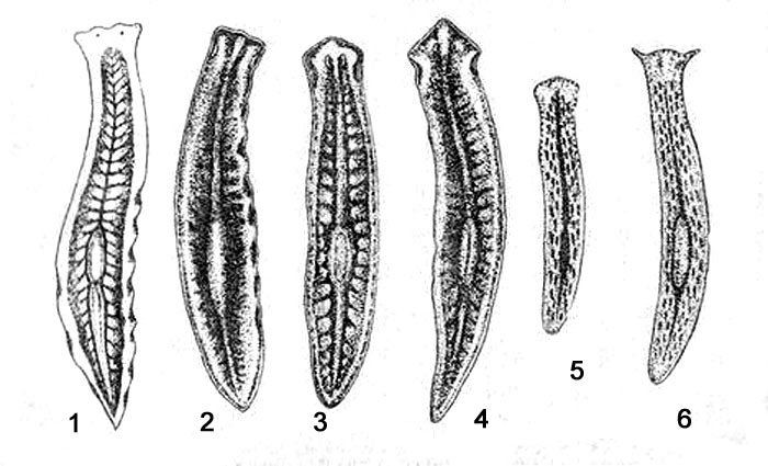     : 1 -  (Dendrocoelum lacteum), 2 -  (Planaria torva), 3 -  (Planaria lugubris), 4 -  (Planaria gonocephala), 5 -  (Polycelis nigra), 6 -  (Polycelis cornuta)