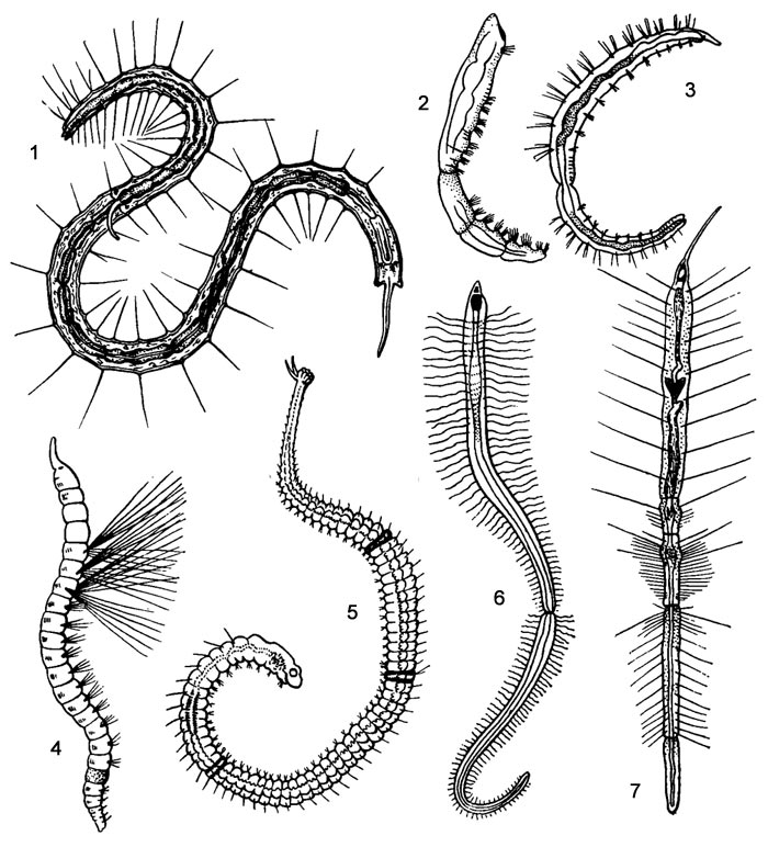   Naididae: 1 - Stylaria lacustris, 2 - Chaetogaster limnaei, 3 - Nais pseudobtusa, 4 - Ripister parasita, 5 - Aulophorus, 6 - Branchiodrilus, 7 - Pristina longiseta