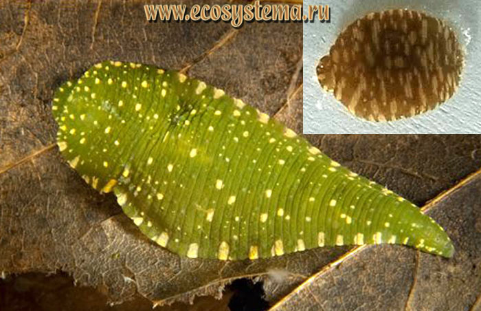  :   -  (Protoclepsis tessulata),   -  (Protoclepsis maculosa)