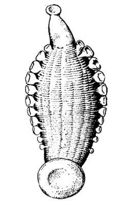   (Trachelobdella sinensis)