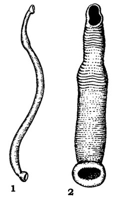  : 1 - Carcinobdella cyclostoma,    , 2 - Levinsenia rectangulata,   