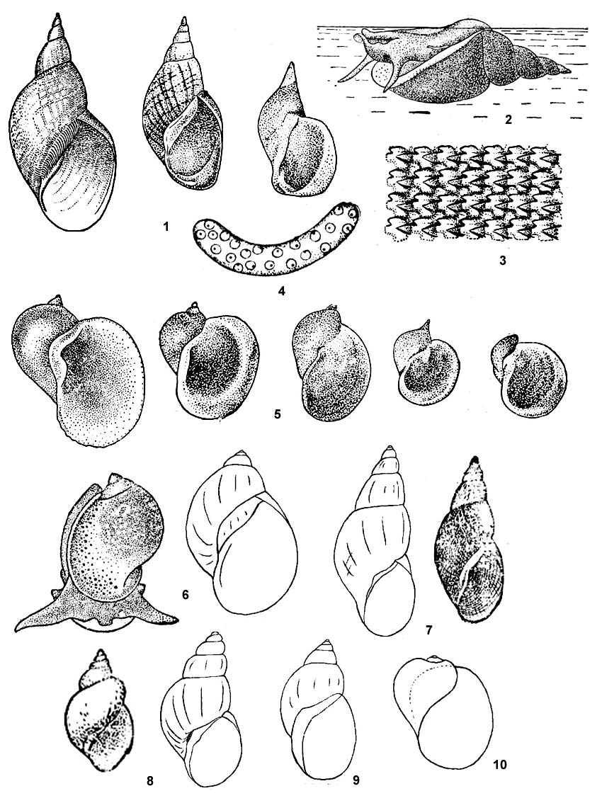       : 1 -   Lymnaea stagnalis   , 2 -     , 3 -   , 4 -   , 5 -   Lymnaea auricularia)   , 6 -   Lymnaea ovata), 7 -   Lymnaea palustris), 8 -   Lymnaea truncatula), 9 -   (Lymnaea peregra), 10 -  ,    (Lymnaea glutinosa)