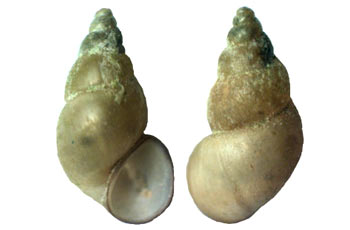  ,   - Lymnaea truncatula, = Galba truncatula