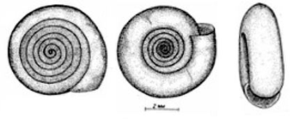    Bathyomphalus contortus