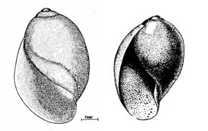    Physa fontinalis