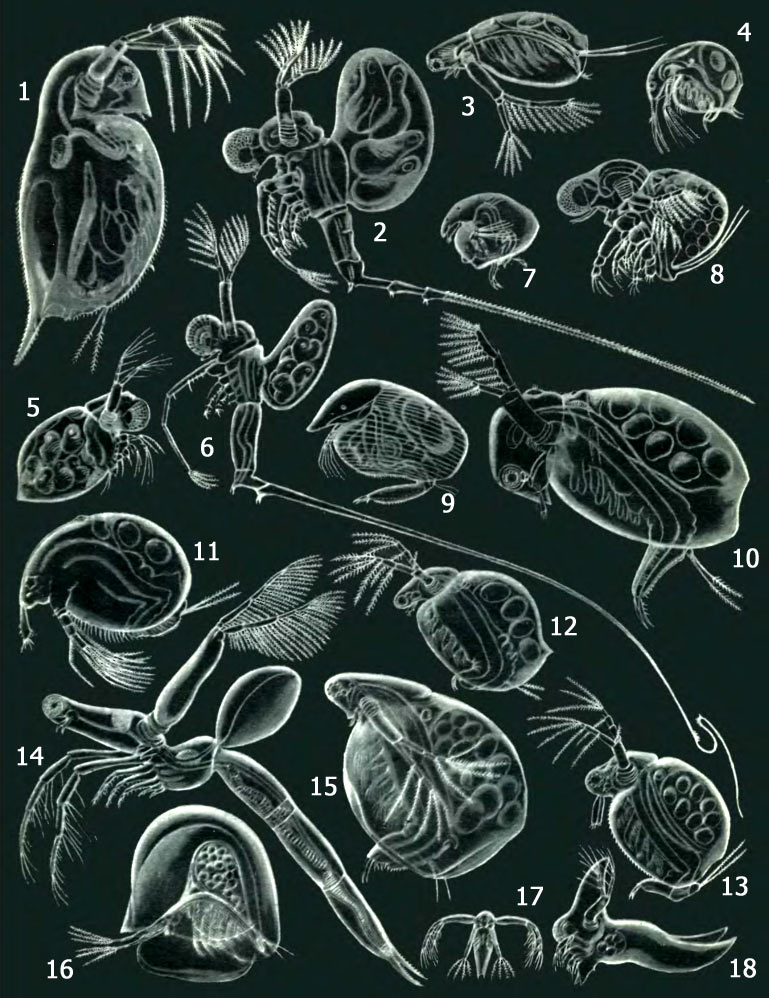  : 1 - Daphnia pulex; 2 - Bythotrephes longimana; 3 - Diaphanosoma drachyurum; 4 - Bosmina longirostris; 5 - Evadne nordmanni; 6 - Cercopagis soclalis; 7 - Chydorus sphaericus; 8 - Polyphemus pediculus; 9 - Camptocercus rectirostris; 10 - Sida crystalline; 11 - Macrothrix hirsuticornis; 12 - Ceriodaphnia reticulate; 13 - Moina rectirostris; 14 - Leptodora kindtii; 15 - Simocephalus vetulus; 16 - Holopedium gibberum; 17 -  Leptodora kindtii; 18 - Caspievadne maximovitchi