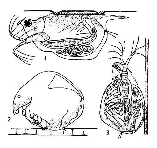   : 1 - Scapholeberis mucronata   ; 2 - Chydorus sphaericus   ; 3 - Simocephalus vetulus   