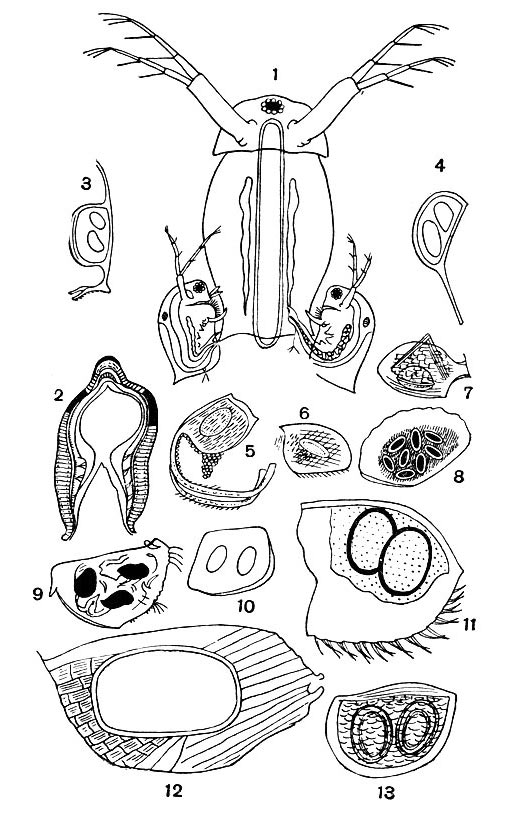 : 1 -  ; 2 -     Daphnia magna; 3-13 -   : 3 - Daphnia magna, 4 - D. balchashen-sis, 5 - Leydigia acanthocercoides, 6 - Oxyurella te-nuicaudis, 7 - Bosmina longirostris, 8 - Eurycercus lamellatus, 9 - Drepanothrix dentata, 10 - Ilyocriptus sordidus, 11 - Macrothrix hirsuticornis, 12 - Alonella excisa, 13 - Moina macrocopa